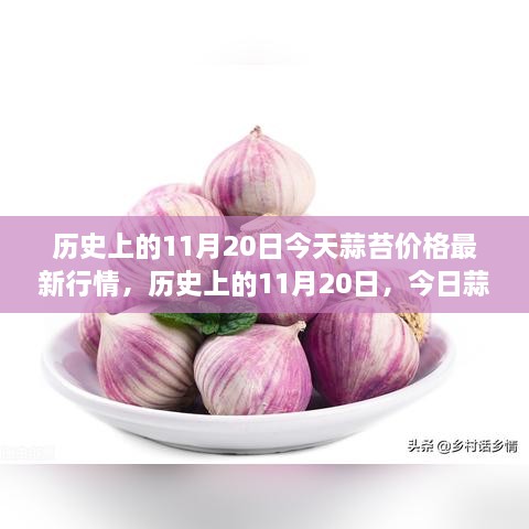 歷史上的11月20日，今日蒜苔價格與自然美景之旅，探尋內(nèi)心寧靜與平和的旅程