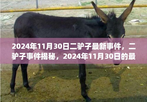 二驢子事件揭秘，最新篇章揭曉于2024年11月30日