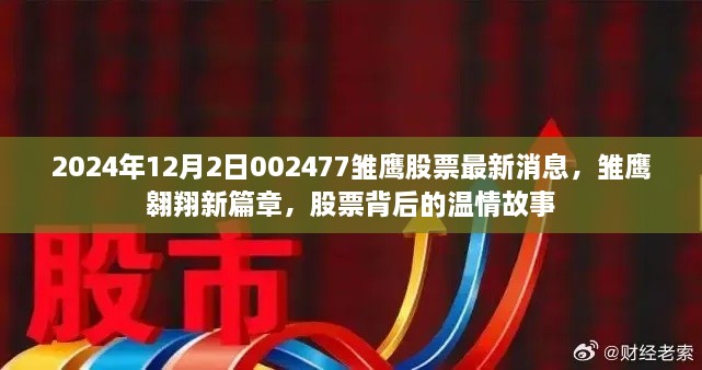 雛鷹翱翔新篇章，揭秘股票背后的溫情故事與最新動態(tài)