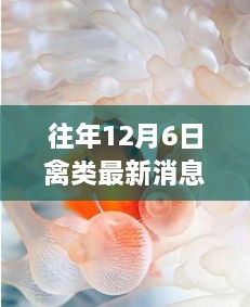 獨(dú)家揭秘，12月6日禽類珍味館最新資訊與探秘之旅