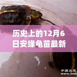 探尋自然美景的心靈之旅，歷史上的安緣龜苗最新報價揭曉在12月6日