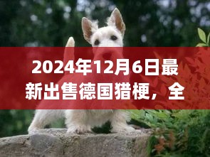 最新德國(guó)獵梗犬全面評(píng)測(cè)與出售信息，特性、競(jìng)品對(duì)比及目標(biāo)用戶分析（2024年最新版）