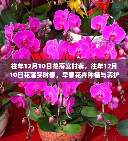 早春花卉種植與養(yǎng)護(hù)全攻略，12月10日花落實(shí)時(shí)春的種植與養(yǎng)護(hù)指南