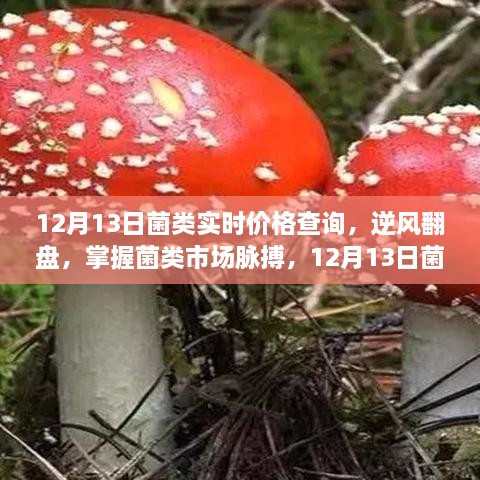 掌握菌類(lèi)市場(chǎng)脈搏，12月13日菌類(lèi)實(shí)時(shí)價(jià)格查詢及其啟示