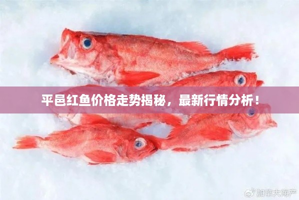 平邑紅魚價(jià)格走勢(shì)揭秘，最新行情分析！