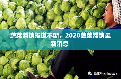 蔬菜滯銷報道不斷，2020蔬菜滯銷最新消息 