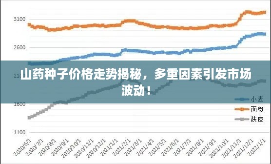 山藥種子價格走勢揭秘，多重因素引發(fā)市場波動！