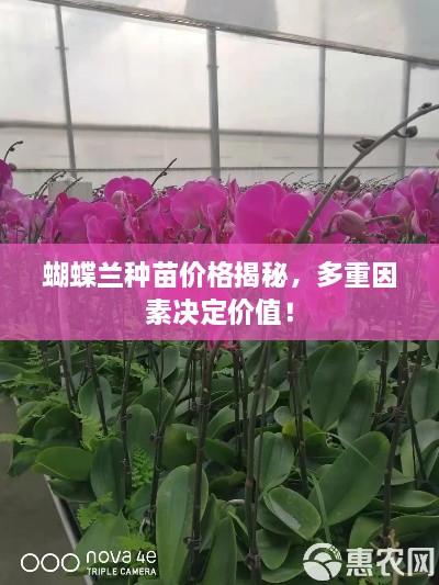 蝴蝶蘭種苗價格揭秘，多重因素決定價值！