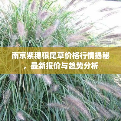 南京紫穗狼尾草價格行情揭秘，最新報價與趨勢分析