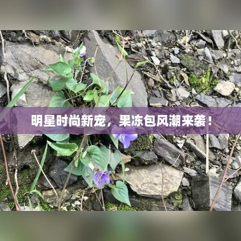 明星時(shí)尚新寵，果凍包風(fēng)潮來襲！