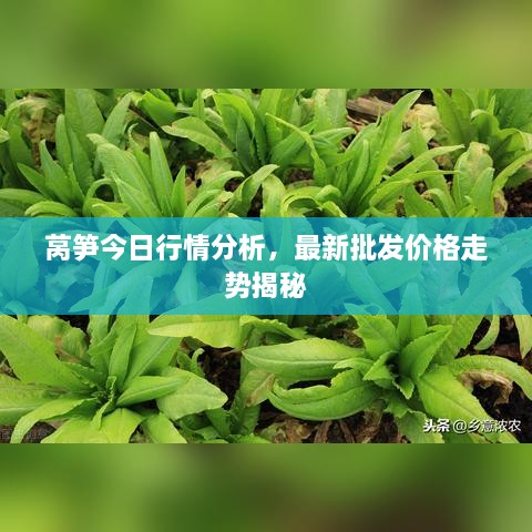 萵筍今日行情分析，最新批發(fā)價格走勢揭秘