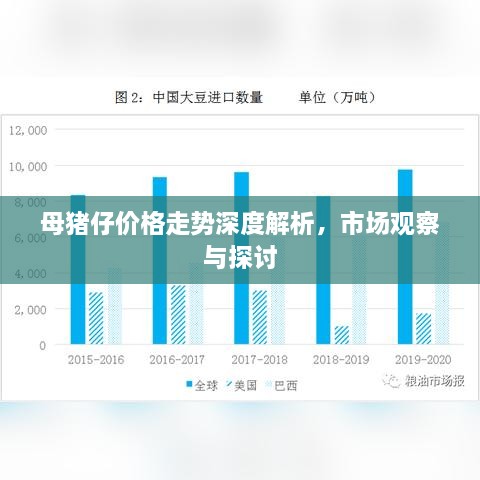 母豬仔價格走勢深度解析，市場觀察與探討