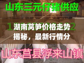 湖南萵筍價格走勢揭秘，最新行情分析與市場動態(tài)