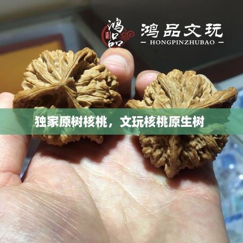 獨家原樹核桃，文玩核桃原生樹 