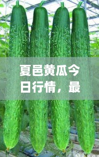 夏邑黃瓜今日行情，最新價格一網(wǎng)打盡