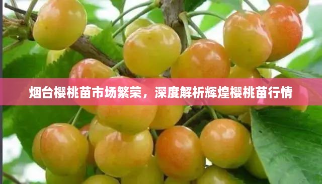 煙臺(tái)櫻桃苗市場(chǎng)繁榮，深度解析輝煌櫻桃苗行情