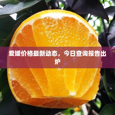 愛媛價格最新動態(tài)，今日查詢報告出爐