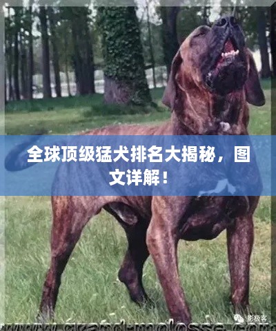 全球頂級(jí)猛犬排名大揭秘，圖文詳解！