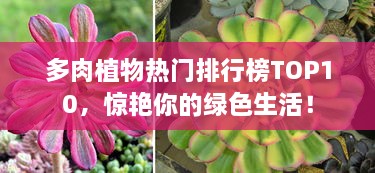 多肉植物熱門(mén)排行榜TOP10，驚艷你的綠色生活！