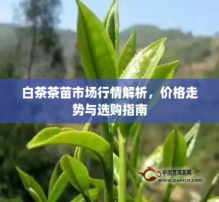 白茶茶苗市場行情解析，價格走勢與選購指南