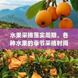 水果采摘落實周期，各種水果的季節(jié)采摘時間書 