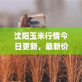 沈陽玉米行情今日更新，最新價格走勢分析