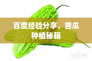 百度經(jīng)驗分享，苦瓜種植秘籍