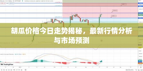 胡瓜價格今日走勢揭秘，最新行情分析與市場預(yù)測