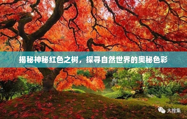 揭秘神秘紅色之樹(shù)，探尋自然世界的奧秘色彩