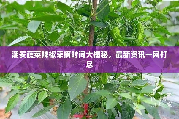 潮安蔬菜辣椒采摘時(shí)間大揭秘，最新資訊一網(wǎng)打盡