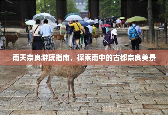 雨天奈良游玩指南，探索雨中的古都奈良美景