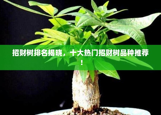 招財(cái)樹(shù)排名揭曉，十大熱門招財(cái)樹(shù)品種推薦！